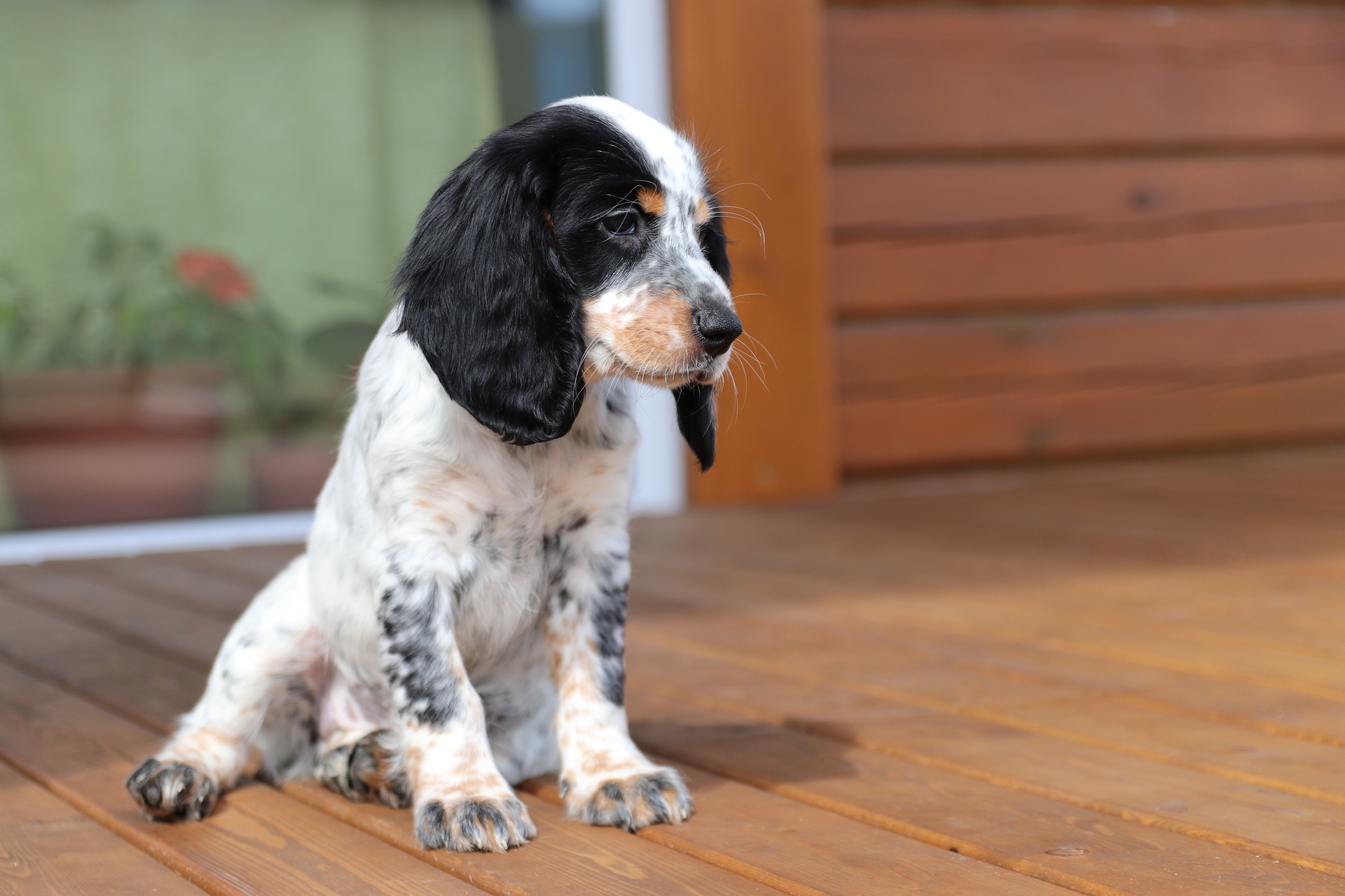 Comment apprendre à mon chiot, à être propre : conseils et astuces