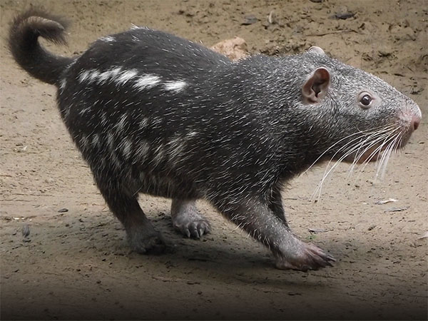 pacarana fiche animaux rongeur colombie bolivie