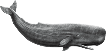 Image animaux detourée transparent sur fond blanc cachalot sperm whale png