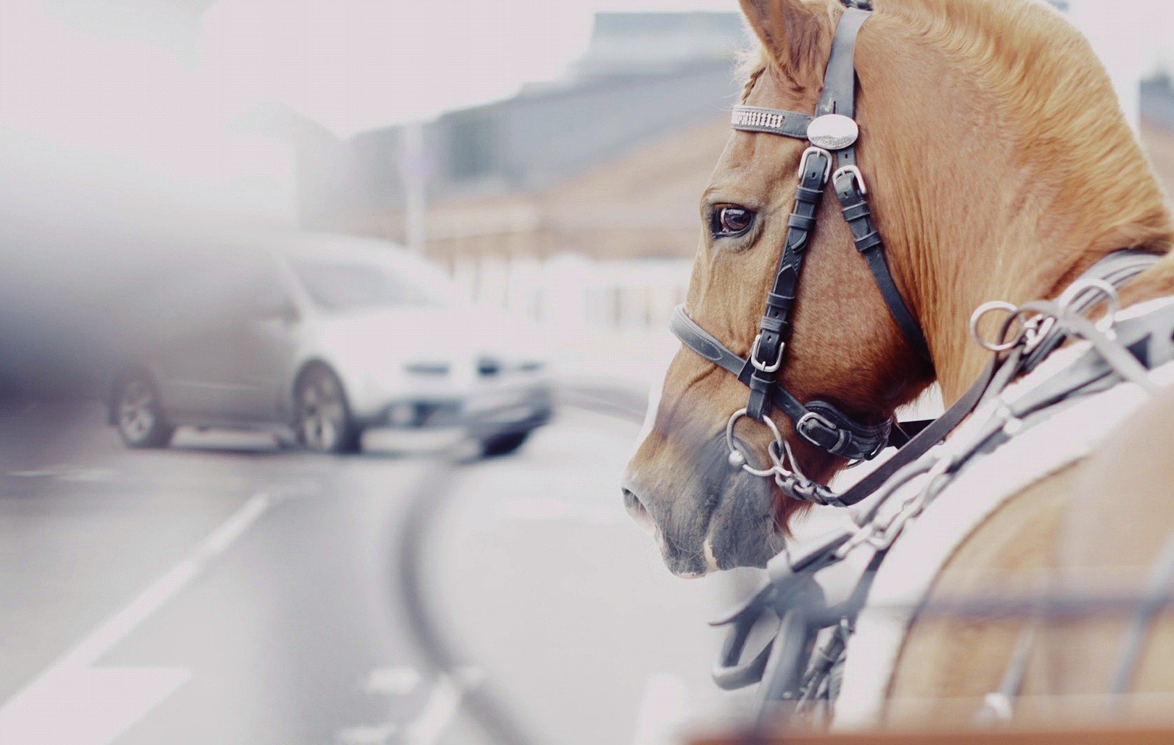 Mon cheval a peur des voitures lors des balades : solutions et conseils pour y remédier
