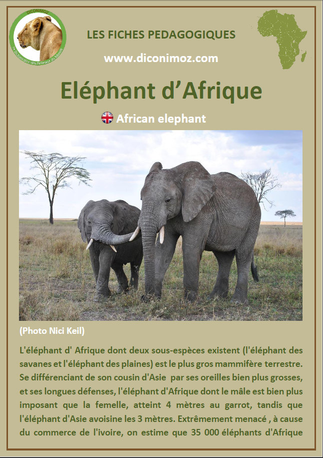 fiche animaux sauvages afrique pdf fiches animals fact