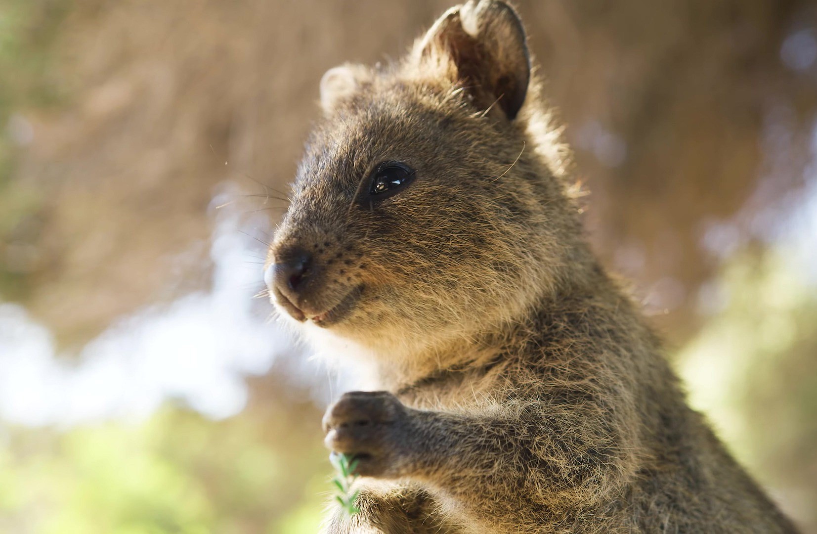 Faisons connaissance avec le quokka, l'un des animaux les plus adorables d'Australie