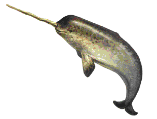 Image animaux detourée transparent sur fond blanc narval narwhal png