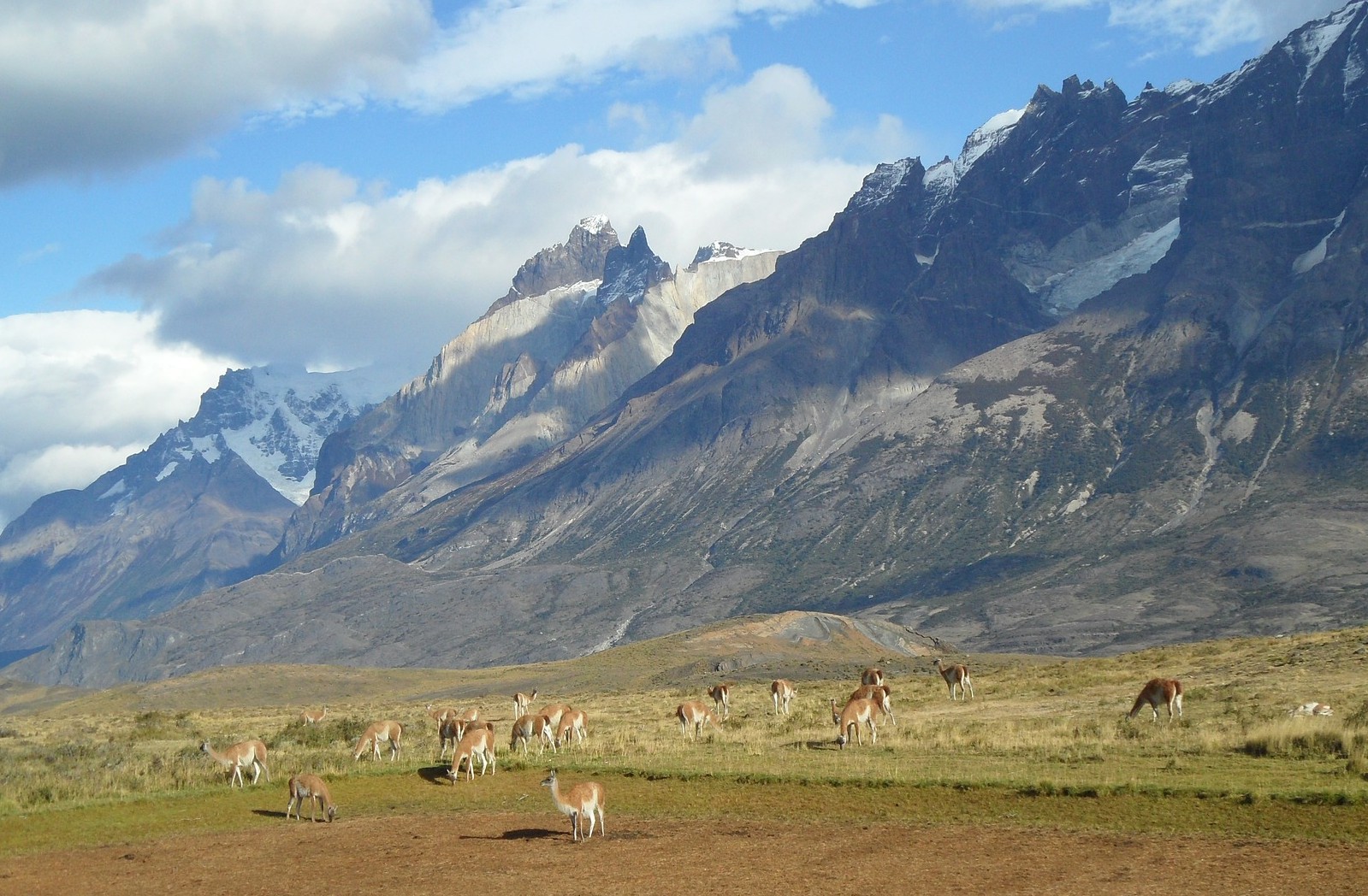 De la Péninsule Valdès à la Terre de feu, la Patagonie et sa faune emblématique