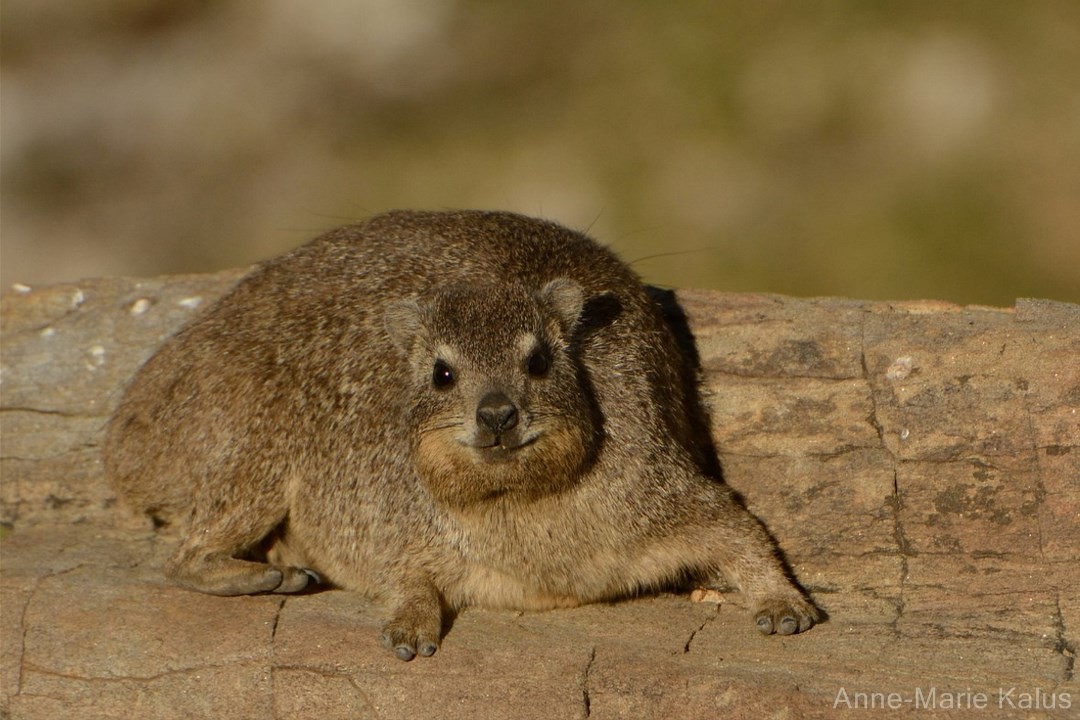 Daman du Cap poids, taille, longévité, habitat, alimentation