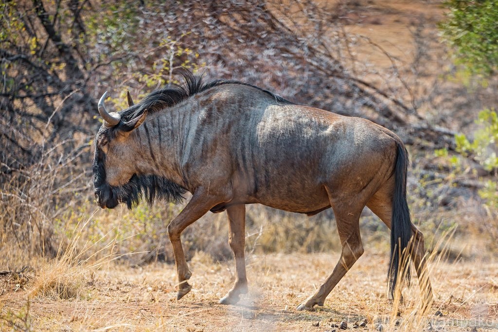 Сайт гну. Антилопа гну. Африканская антилопа гну. Синяя антилопа гну. Антилопа гну ареал обитания.