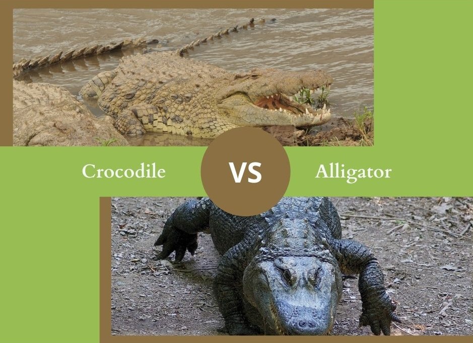 NE CONFONDEZ PLUS LE CROCODILE ET L'ALLIGATOR