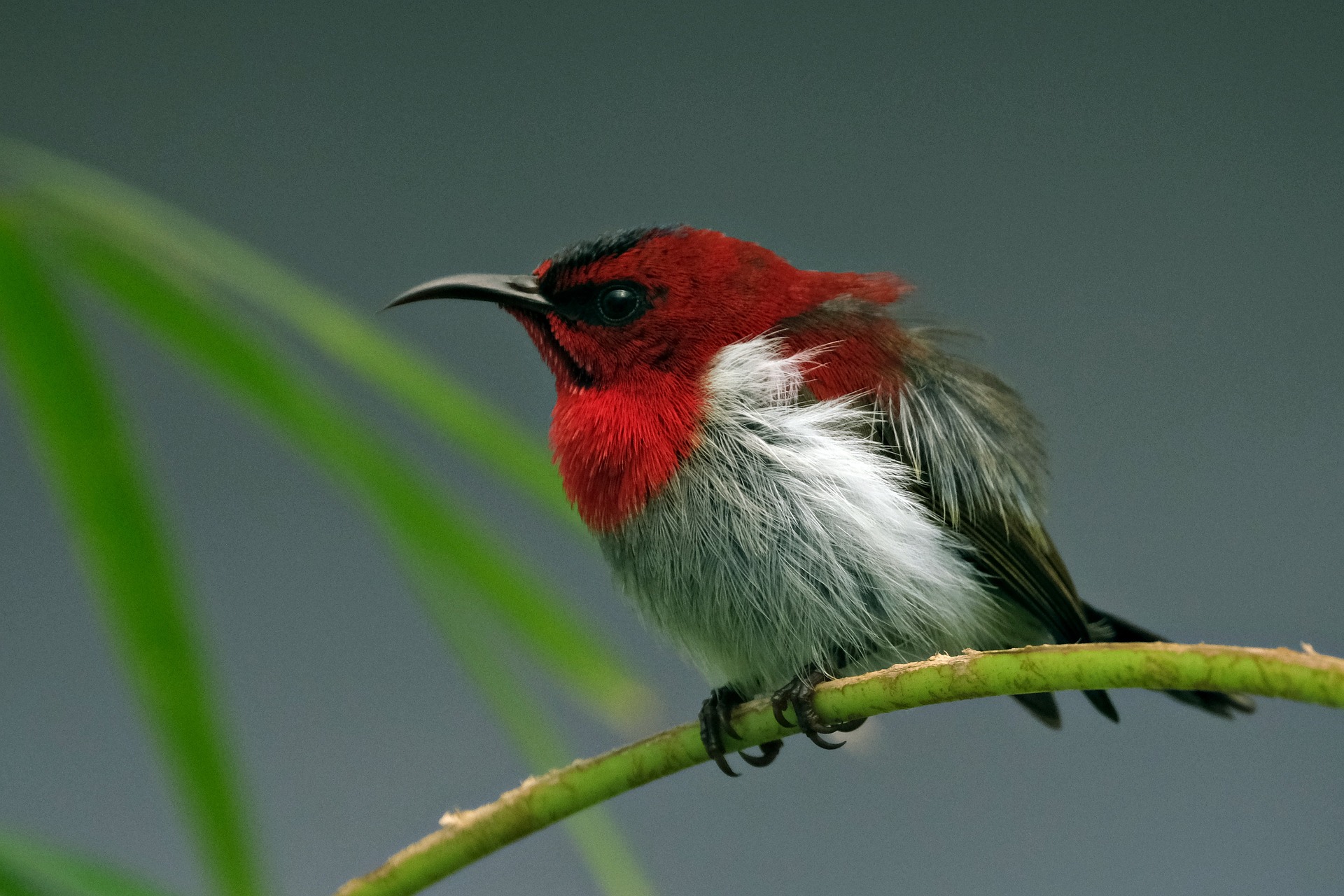 Endémique de l'île de Java en Indonésie, le souimanga écarlate est un oiseau de la famille des nectariniidés