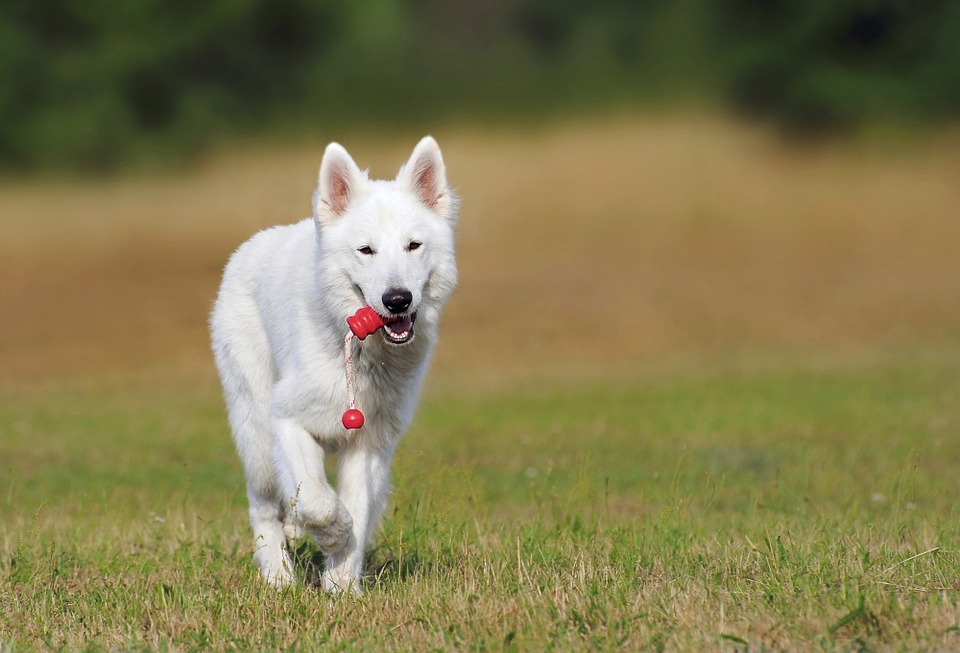 Berger blanc Suisse