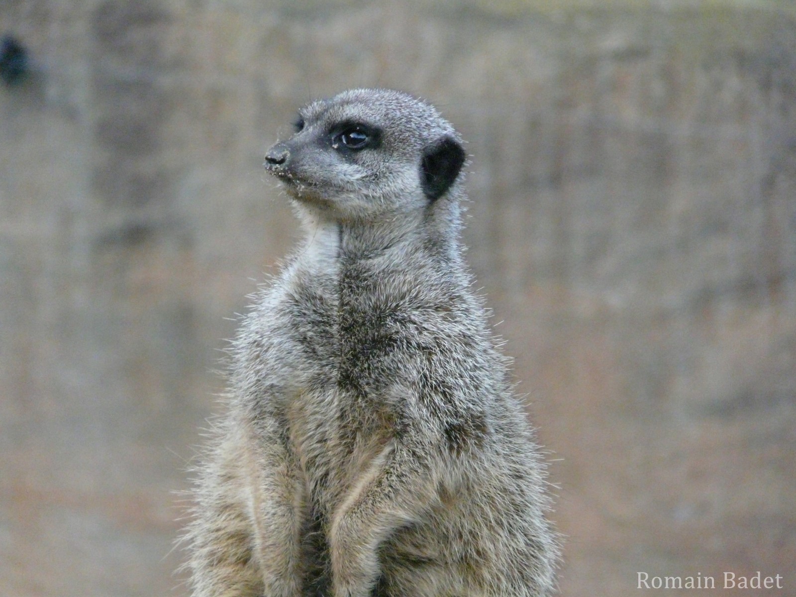 Suricate Dictionnaire des Animaux Diconimoz