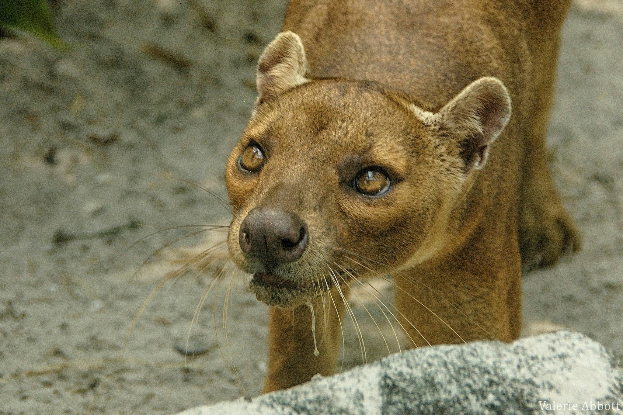 Le fossa - Dictionnaire des Animaux - Diconimoz