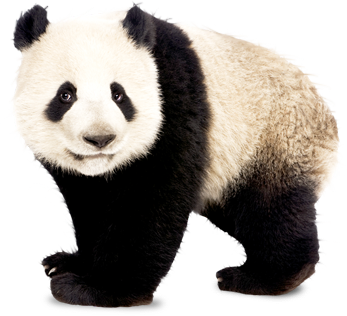 Image animaux detourée transparent sur fond blanc bebe panda png