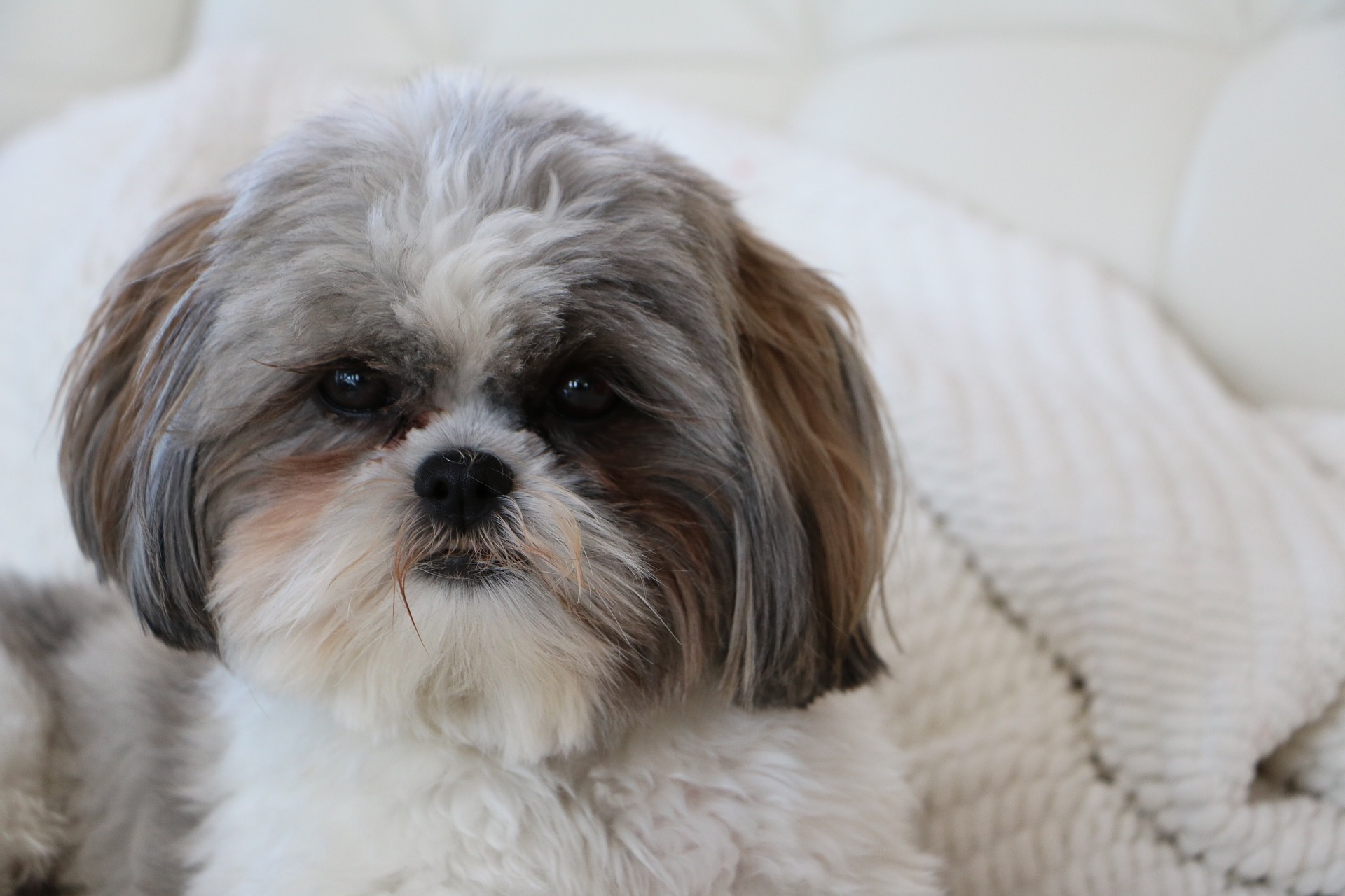 Réputé pour son caractère doux et sociable, le Shih Tzu est un compagnon idéal pour les familles