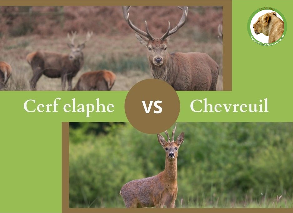 NE CONFONDEZ PLUS LE CERF ELAPHE ET LE CHEVREUIL