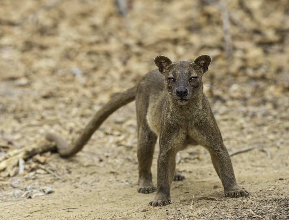 Les animaux de Madagascar - Dictionnaire des animaux