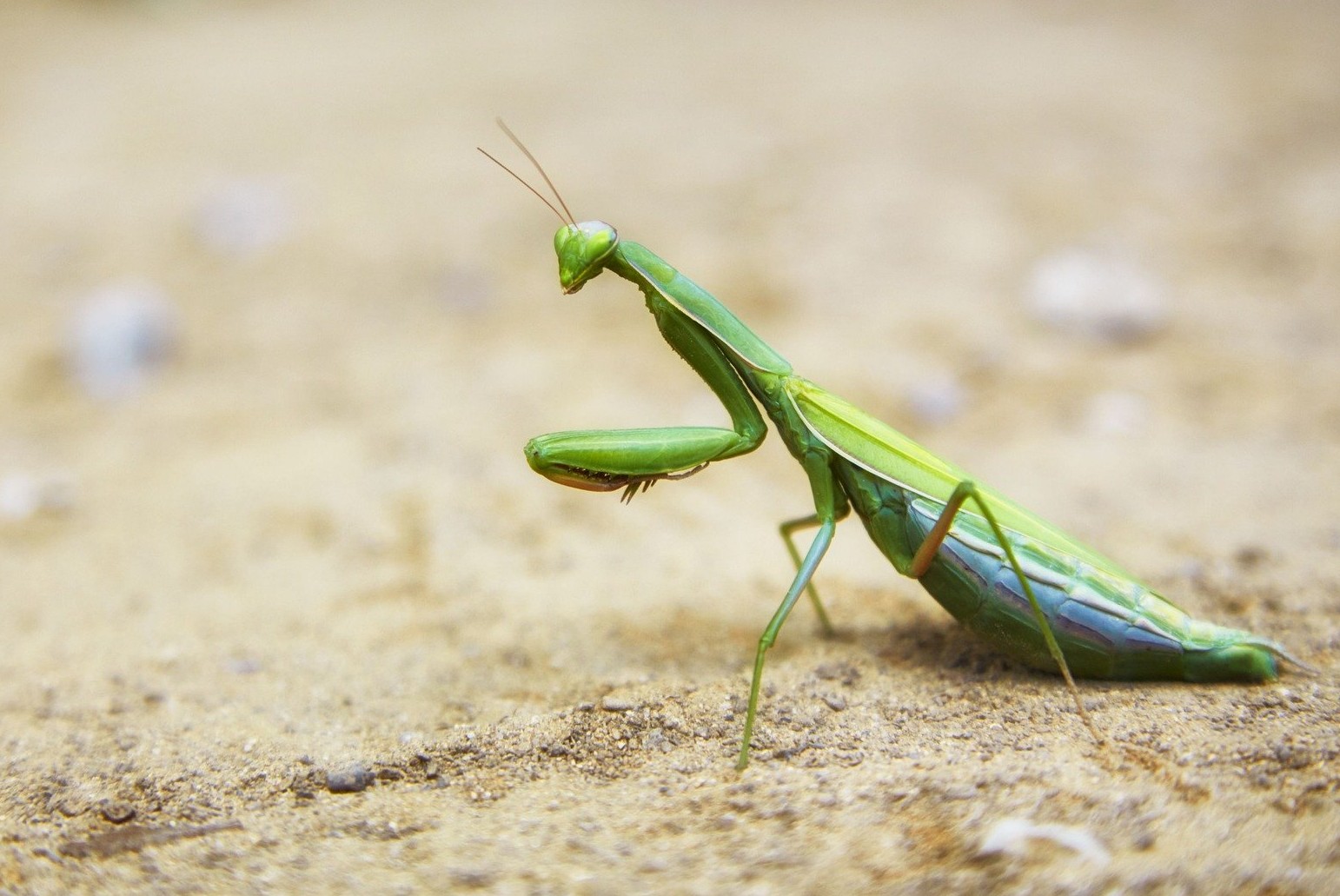 La Mante Qui Est Le Copycat Mante religieuse : taille, poids, habitat, reproduction - Diconimoz