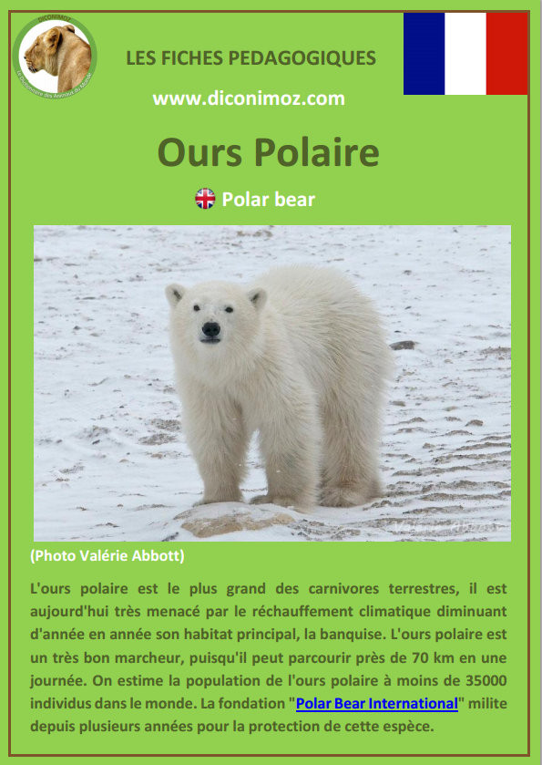 fiche animaux pdf ours polaire