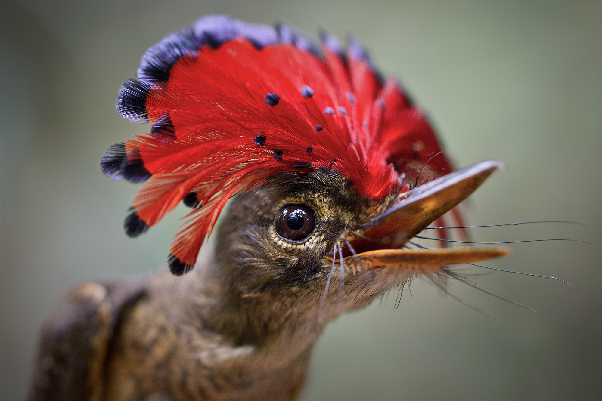 Le moucherolle royal, cet oiseau atypique d'Amazonie !