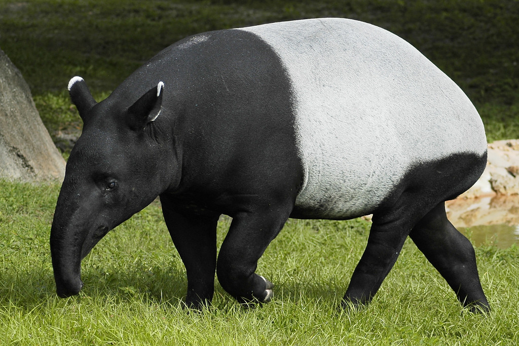 Tapir de Malaisie