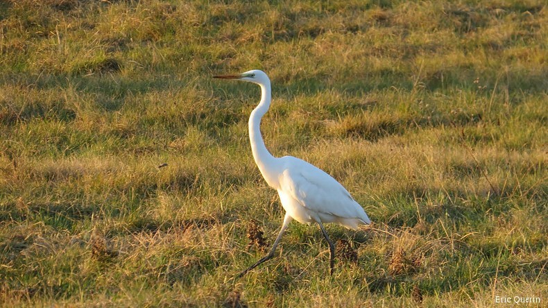 grande aigrette