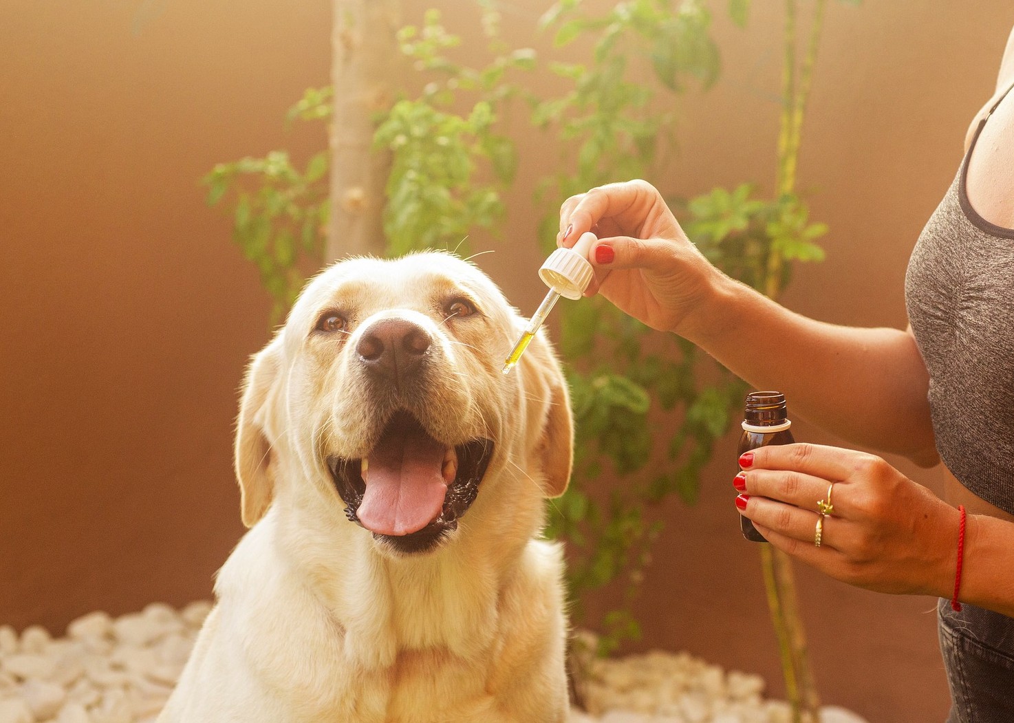 Comment atténuer le stress de votre chien grâce à l’huile de CBD ?