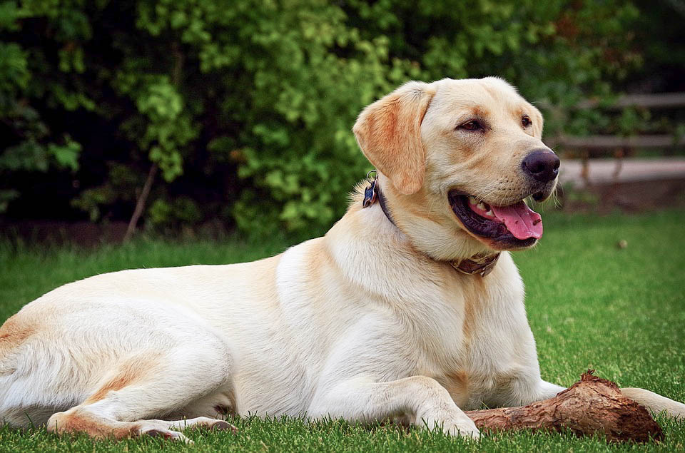 Labrador Origine, caractère, santé, couleur fiche chien