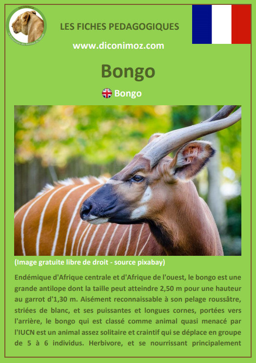 fiche animaux pedagogique pdf bongo antilope afrique a telecharger et a imprimer pour l'école ou la maison