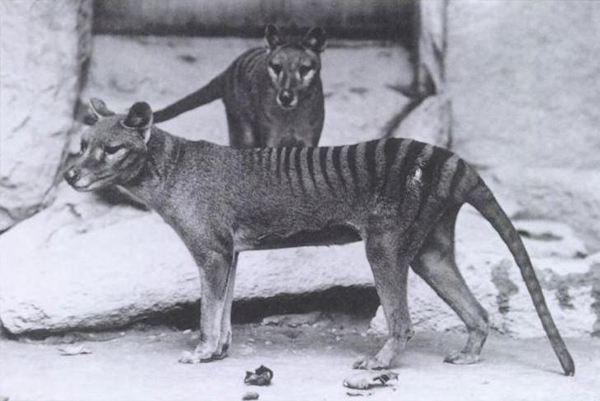 tigre tasmanie photo animal disparu marsupiaux thylacine loup 