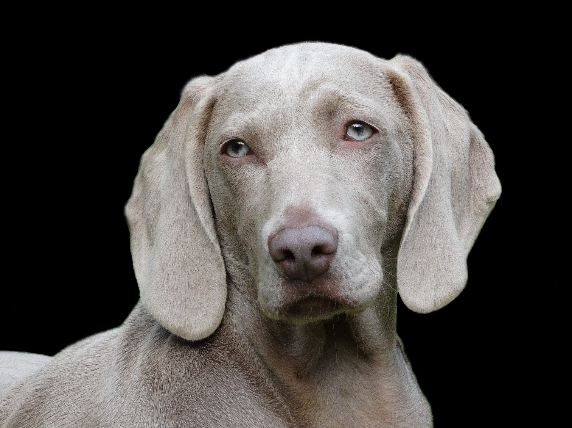 Le braque de weimar, un chien au caractère équilibré, qui a besoin de beaucoup d'exercices