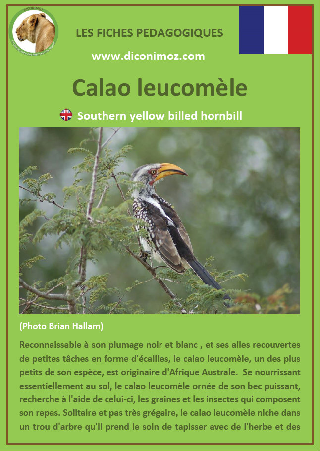 fiche animaux oiseaux calao leucomele afrique a telecharger et a imprimer pour l'ecole ou la maison