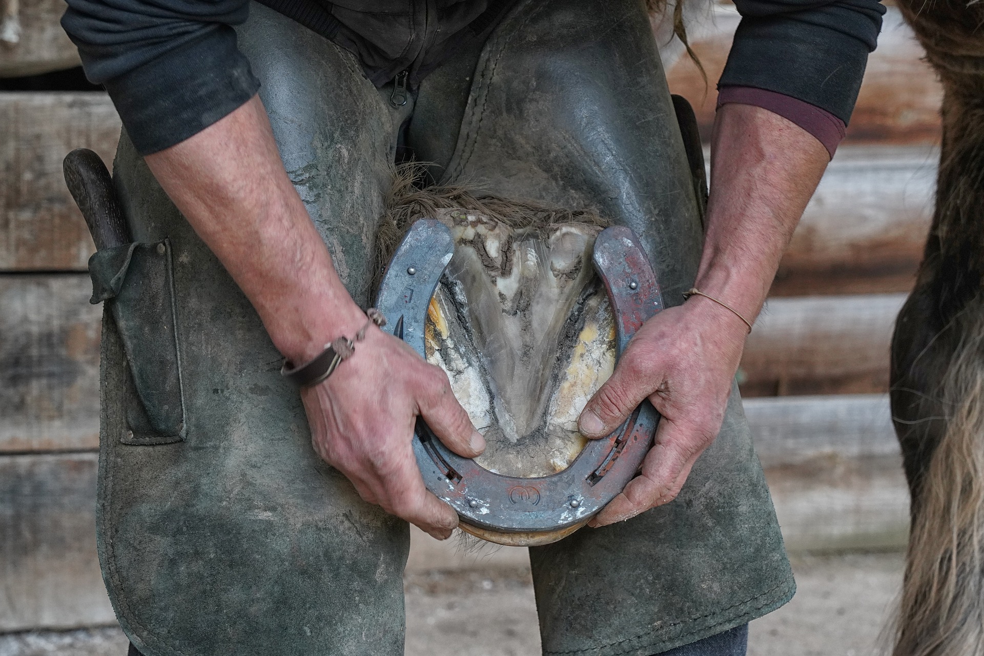 15 métiers enrichissants qui permettent de travailler au contact des animaux