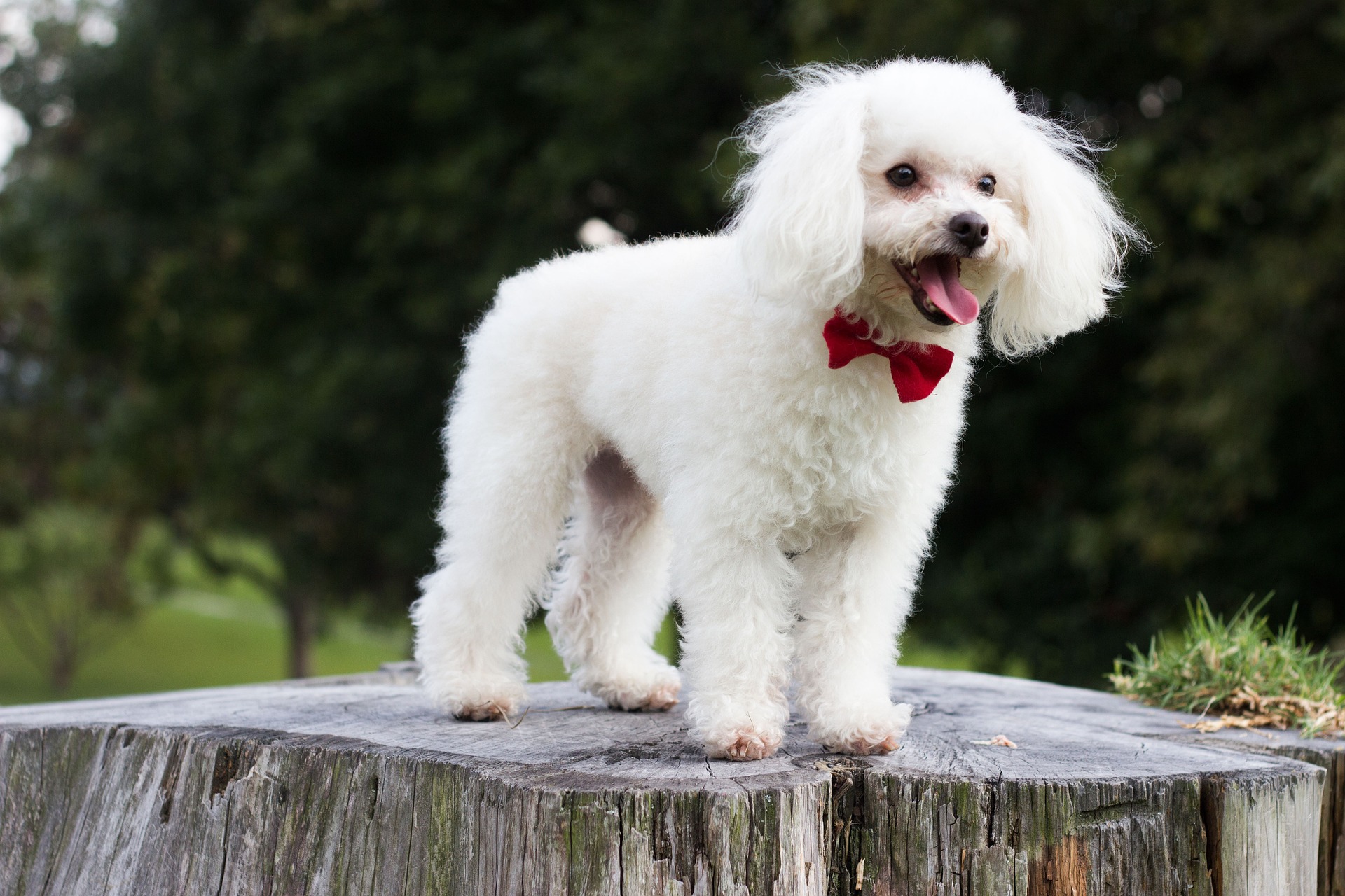 Le caniche, cet amour de chien, que l'on retrouve dès le moyen-âge