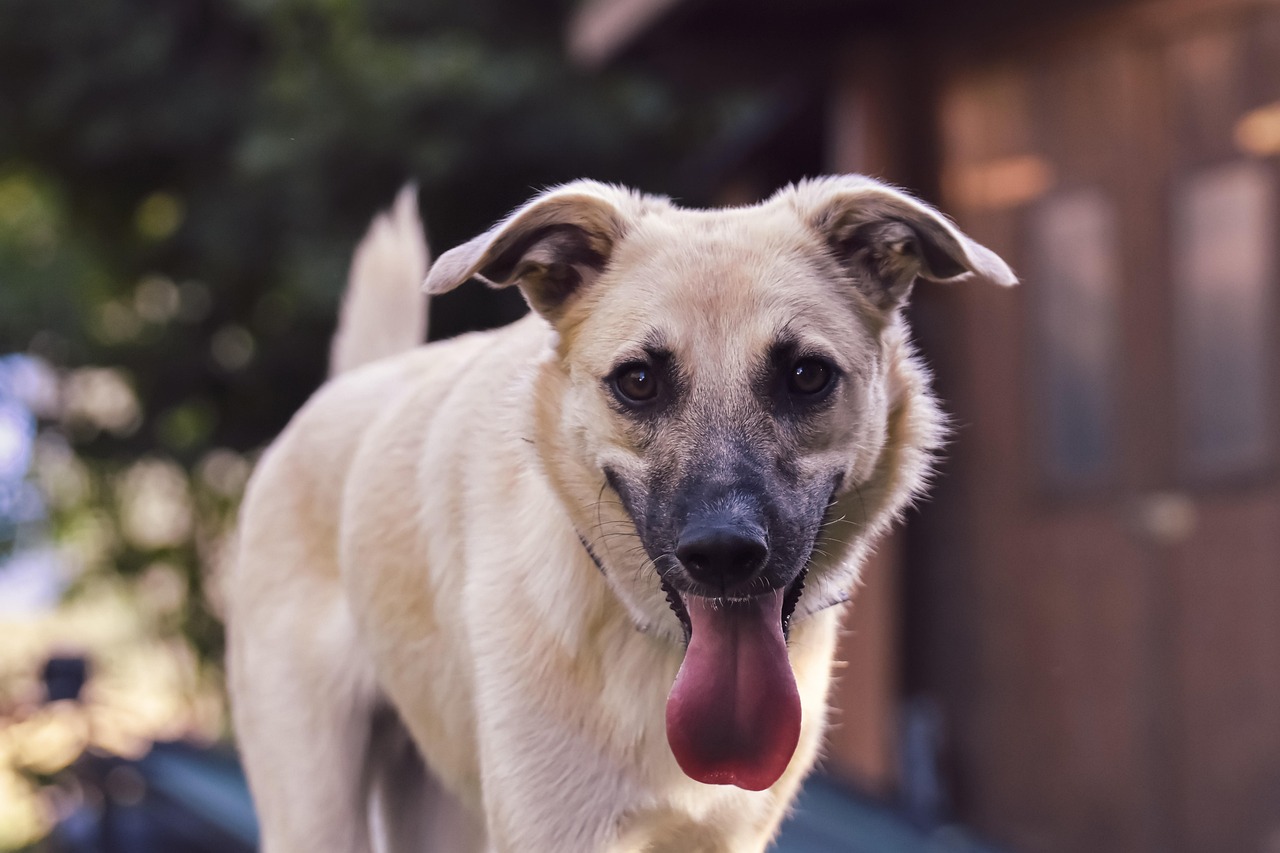 Canicule : comment protéger chiens et chats des fortes chaleurs ?