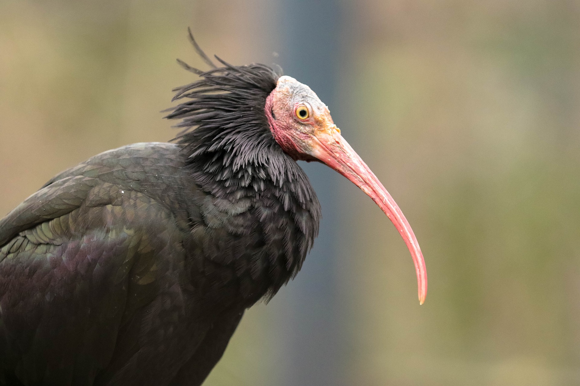 Nichant dans des falaises escarpées, l'ibis chauve demeure une espèce vulnérable