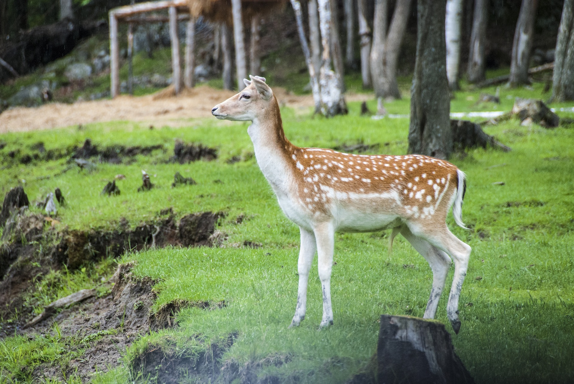 Liste des 10 plus beaux zoos du Canada