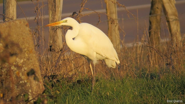 grande aigrette