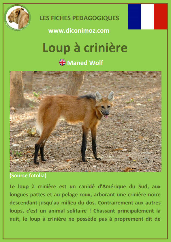 loup a criniere fiche pédagogique pdf à télécharger et a imprimer pour la maison ou pour l'école maned wolf