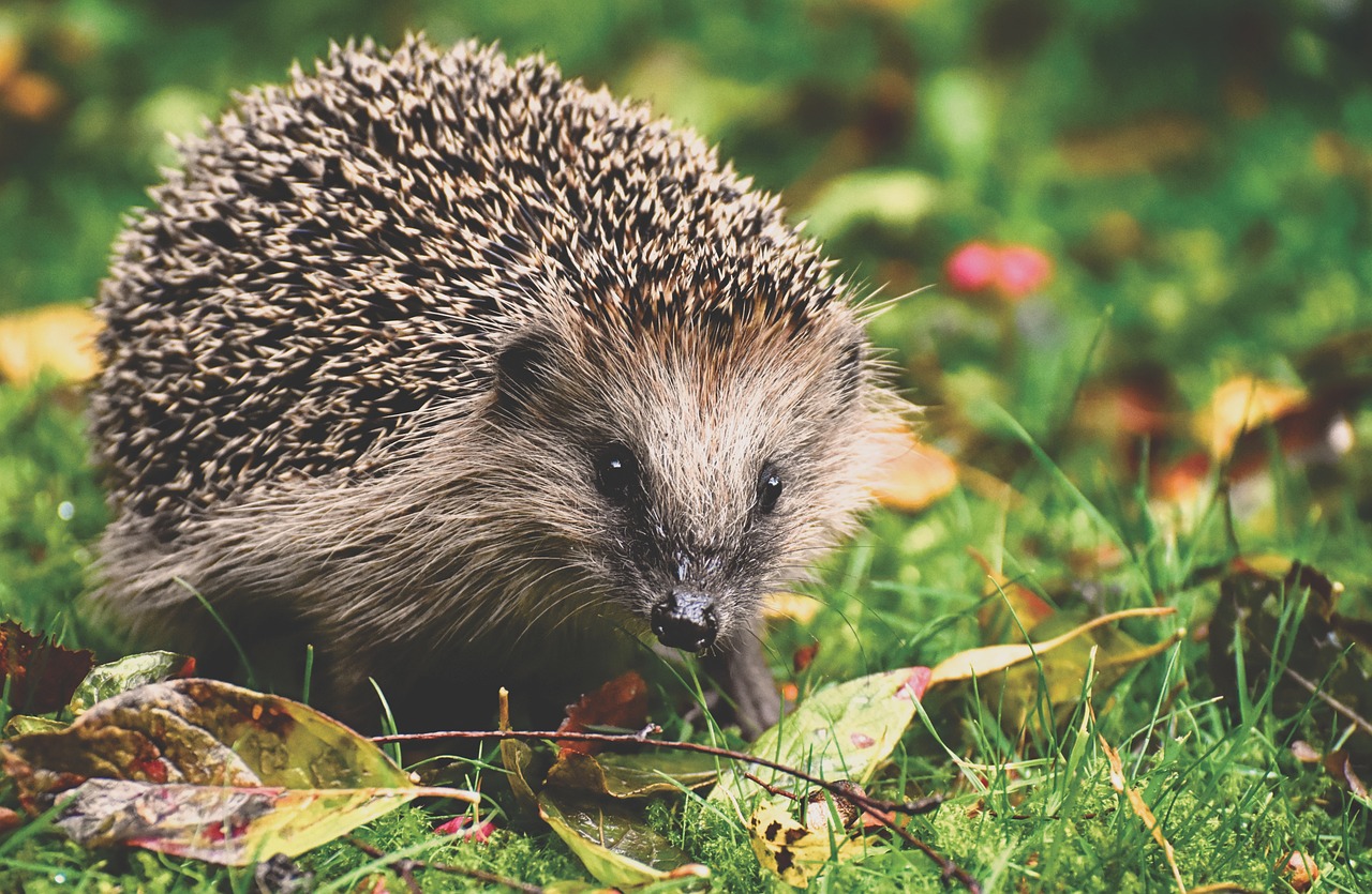 Le hérisson d'Europe, quasi-menacé d'extinction : comment sauver cet habitant de nos jardins ?