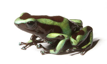 Image animaux detourée transparent sur fond blanc grenouille dendrobate png