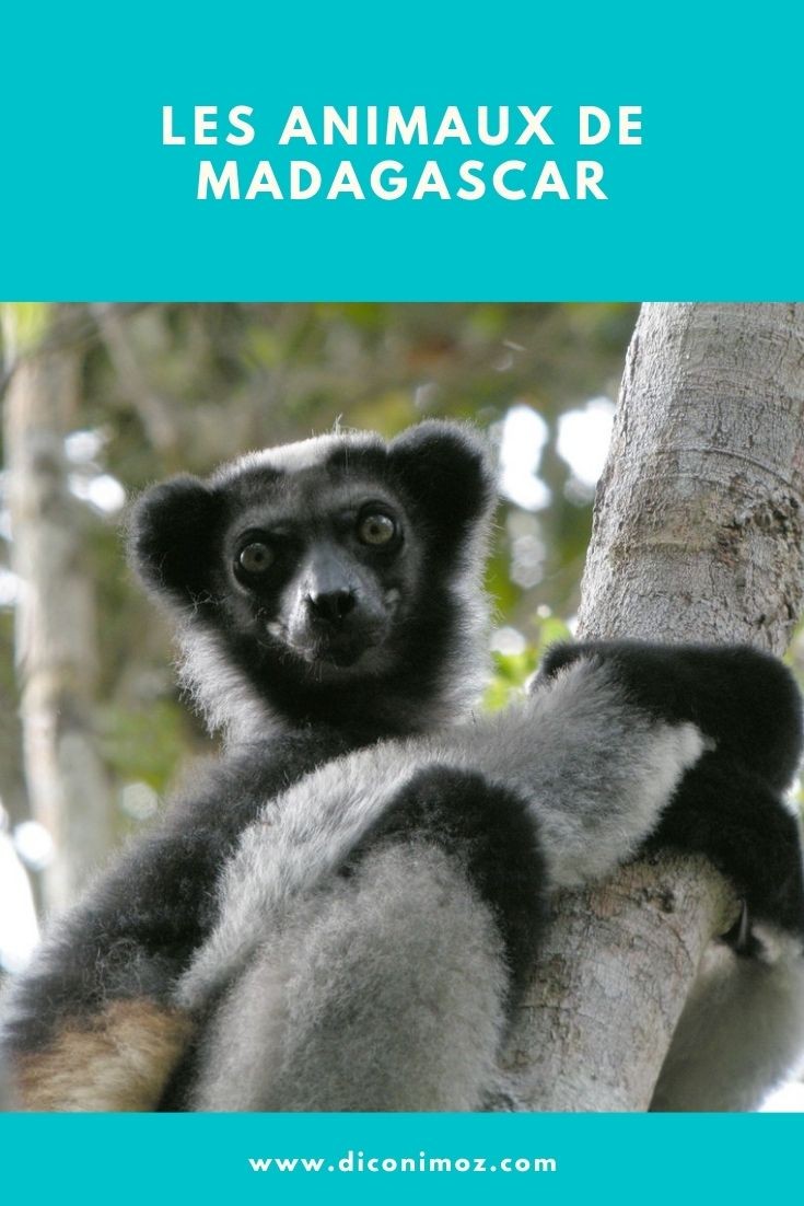 Les animaux de Madagascar - Dictionnaire des animaux