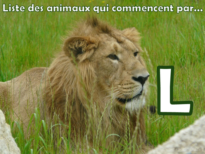 Liste des animaux commençant par la lettre "L" - Dictionnaire des animaux