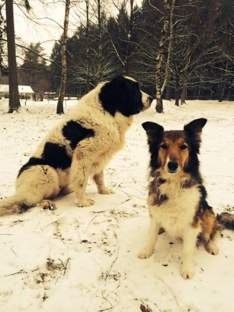 Hera und Marie wünschen Euch einen schönen Sonntag! Kommt hoch von der Couch. Der Winter lädt euch ein. Zieht Euch an warm an und genießt die herrlich frische Luft.