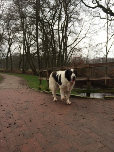 Dass Hera, mein toller Pyrenäen Berghund heute so vergnügt an der Seeve spaziert, ist nicht selbstverständlich.Vor zehn Tagen war sie schwer krank und wurde operiert. Sie hatte eine Gebärmutterentzündung und wurde von Tag zu Tag schwächer.