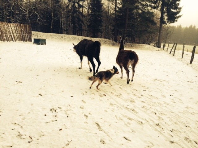 Mit Begeisterung bringt Marie die Lamas zurück zu ihren Stall und sogar vor Momo, dem kleinen frechen Shetlandpony hat sie keine Angst.