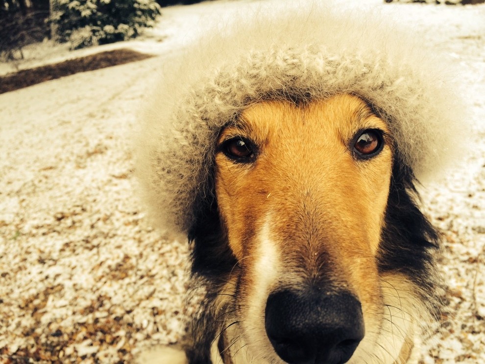Mit der Mütze aus Heras Hundewolle, sieht sie umwerfend süß aus, aber praktisch ist das nun auch nicht gerade.