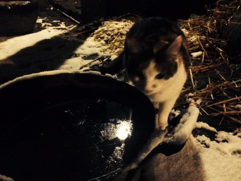Katze Minka an der Wasserschüssel von Lilli Laufi.