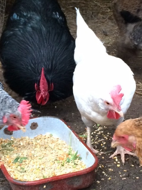 Paloma, die weiße Henne, die ein Grünleger ist, da ihre Eier ein leicht türkis-grüne Färbung haben, ist satt. Sie gestattet sich ein....