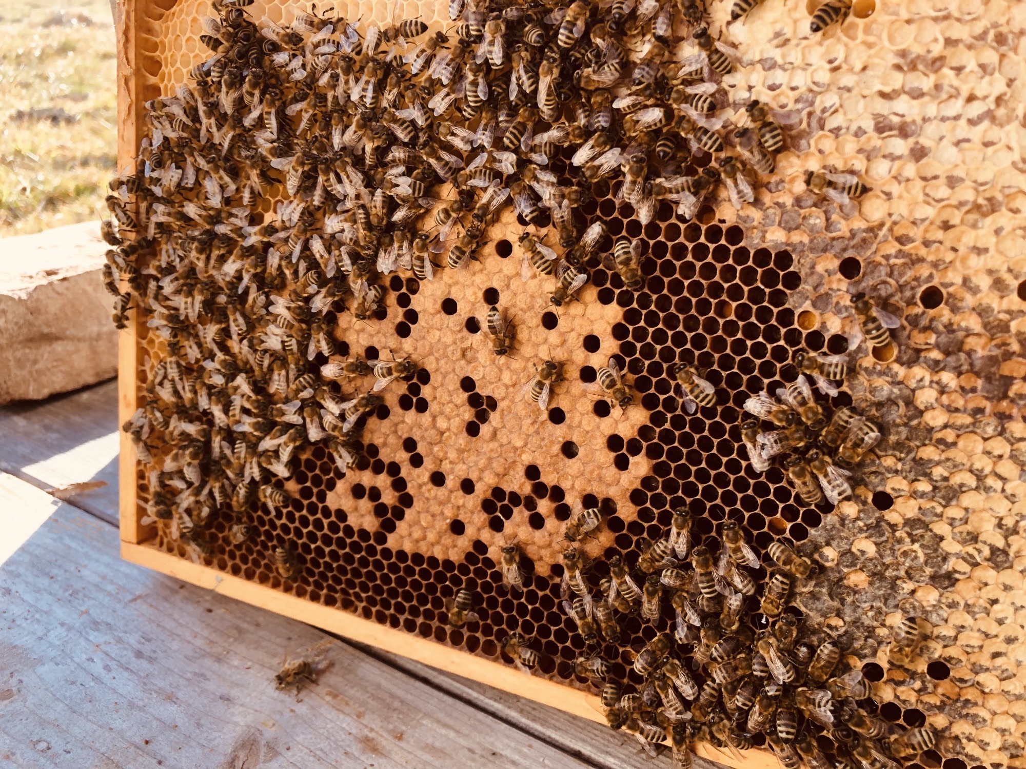 So schaut's aus im Bienenhaus