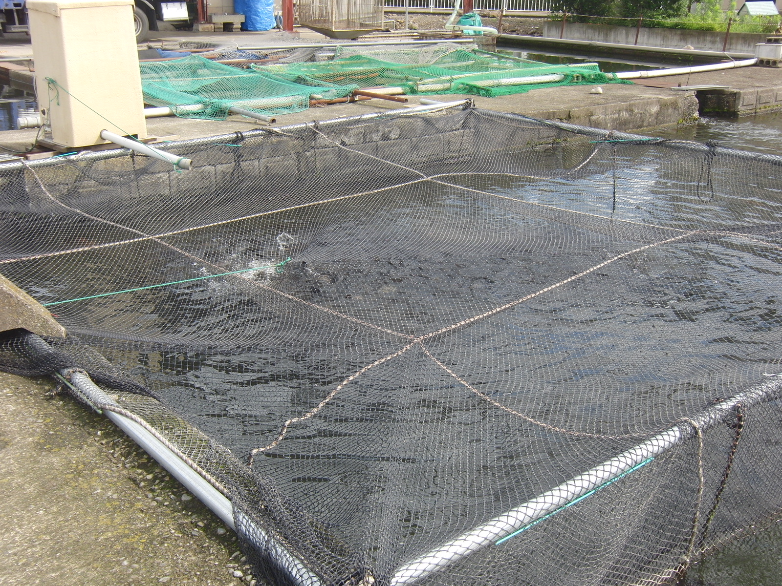 釣り堀用、網いけす養殖