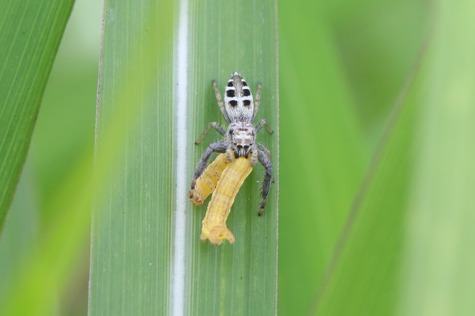 洒落た斑紋のハエトリグモが何やら幼虫を捕獲していた。ヤハズハエトリ♂の亜成体のようだ。